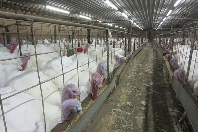 Turkey's at a Butterball facility in North Carolina